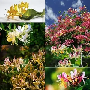 Mixed Honeysuckle Seeds 1000+ Pack - Fragrant Cloud Vine Flowers - Non-GMO Pink Red White