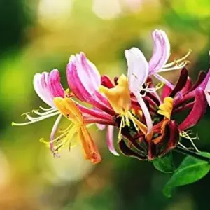 Mixed Honeysuckle Seeds 1000+ Pack - Fragrant Cloud Vine Flowers - Non-GMO Pink Red White