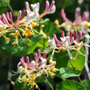 Mixed Honeysuckle Seeds 1000+ Pack - Fragrant Cloud Vine Flowers - Non-GMO Pink Red White