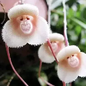 Monkey Face Orchid Seeds 10Pcs Flower Seeds Perennial Non-GMO Fragrant Indoor Potted Plant Red Yellow White Brown