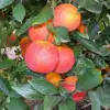 Moro Orange Tree Seeds Blood Orange Citrus Sinensis Vitamin Juicy Containers Patio Outdoor Fruit Tree Seeds 10 Pcs