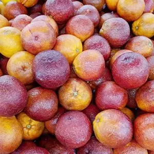 Moro Orange Tree Seeds Blood Orange Citrus Sinensis Vitamin Juicy Containers Patio Outdoor Fruit Tree Seeds 10 Pcs