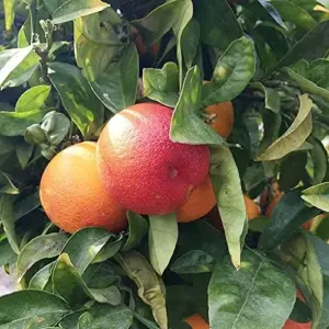 Moro Orange Tree Seeds Blood Orange Citrus Sinensis Vitamin Juicy Containers Patio Outdoor Fruit Tree Seeds 10 Pcs