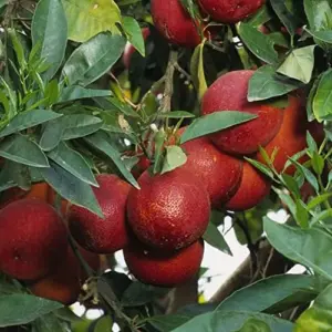 Moro Orange Tree Seeds Blood Orange Citrus Sinensis Vitamin Juicy Containers Patio Outdoor Fruit Tree Seeds 10 Pcs