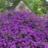 Moss Verbena Groundcover Seeds, Creeping Perennial, Purple Flower, 50+ Count