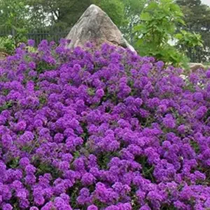 Moss Verbena Groundcover Seeds, Creeping Perennial, Purple Flower, 50+ Count