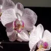 Moth Orchid Flower Seeds 200Pcs - Large, Fragrant, Long Blooming Houseplant