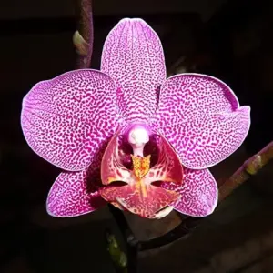 Moth Orchid Flower Seeds 200Pcs - Large, Fragrant, Long Blooming Houseplant