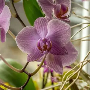 Moth Orchid Flower Seeds 200Pcs - Large, Fragrant, Long Blooming Houseplant