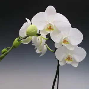 Moth Orchid Flower Seeds 200Pcs - Large, Fragrant, Long Blooming Houseplant