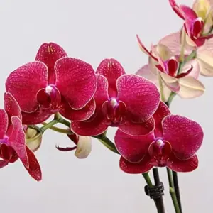 Moth Orchid Flower Seeds 200Pcs - Large, Fragrant, Long Blooming Houseplant