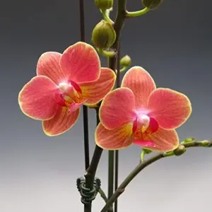 Moth Orchid Flower Seeds 200Pcs - Large, Fragrant, Long Blooming Houseplant