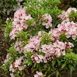 Mountain Laurel Seeds Kalmia Latifolia Evergreen Shrub, Showy Pink Flowers, Ornamental Plant, 50 Pcs