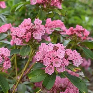 Mountain Laurel Seeds Kalmia Latifolia Evergreen Shrub, Showy Pink Flowers, Ornamental Plant, 50 Pcs