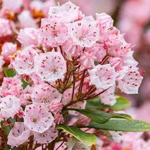Mountain Laurel Seeds Kalmia Latifolia Evergreen Shrub, Showy Pink Flowers, Ornamental Plant, 50 Pcs