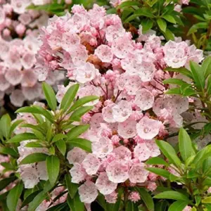 Mountain Laurel Seeds Kalmia Latifolia Evergreen Shrub, Showy Pink Flowers, Ornamental Plant, 50 Pcs