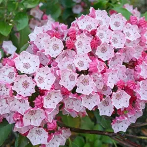 Mountain Laurel Seeds Kalmia Latifolia Evergreen Shrub, Showy Pink Flowers, Ornamental Plant, 50 Pcs