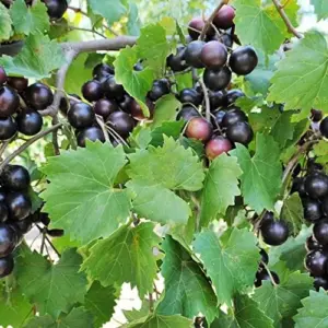Muscadine Grape Seeds Climbing Vine Per20Pcs Fruit Seeds Perennial Sweet Flavor Fast Growing Tasty Juice Rich in Vitamins for Arbors Pergolas Trellises Outdoor