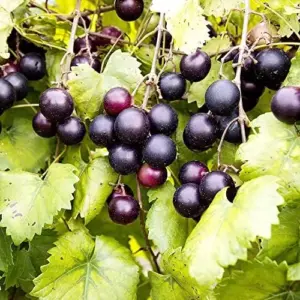 Muscadine Grape Seeds Climbing Vine Per20Pcs Fruit Seeds Perennial Sweet Flavor Fast Growing Tasty Juice Rich in Vitamins for Arbors Pergolas Trellises Outdoor