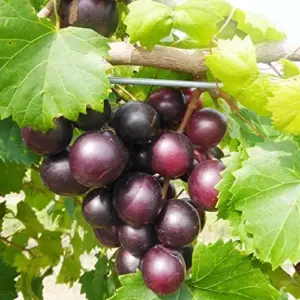 Muscadine Grape Seeds Climbing Vine Per20Pcs Fruit Seeds Perennial Sweet Flavor Fast Growing Tasty Juice Rich in Vitamins for Arbors Pergolas Trellises Outdoor