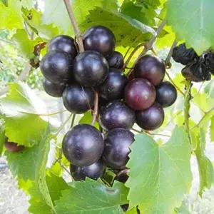 Muscadine Grape Seeds Climbing Vine Per20Pcs Fruit Seeds Perennial Sweet Flavor Fast Growing Tasty Juice Rich in Vitamins for Arbors Pergolas Trellises Outdoor