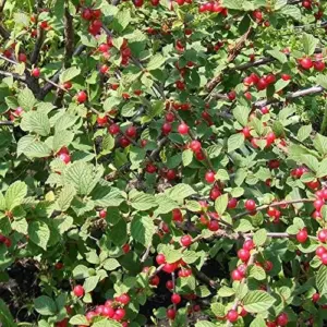 Nanking Cherry Seeds Deciduous Shrub Edible Fruit Fragrant Flowers Outdoor 10 Count
