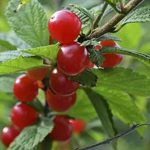 Nanking Cherry Seeds Deciduous Shrub Edible Fruit Fragrant Flowers Outdoor 10 Count