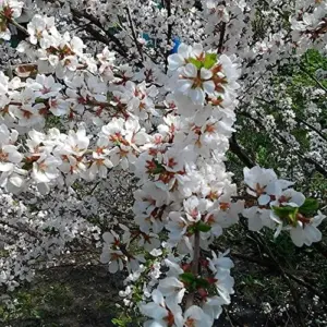 Nanking Cherry Seeds Deciduous Shrub Edible Fruit Fragrant Flowers Outdoor 10 Count