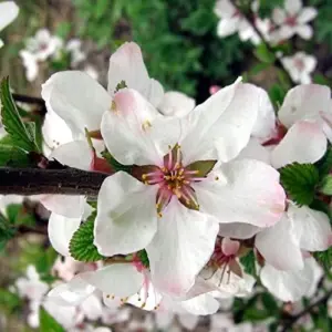 Nanking Cherry Seeds Deciduous Shrub Edible Fruit Fragrant Flowers Outdoor 10 Count