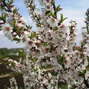 Nanking Cherry Seeds Deciduous Shrub Edible Fruit Fragrant Flowers Outdoor 10 Count