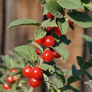 Nanking Cherry Seeds Deciduous Shrub Edible Fruit Fragrant Flowers Outdoor 10 Count