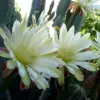 Night Blooming Cereus Seeds Queen of the Night Cactus Plant White Flowers Fragrant Hanging Baskets 50 Pcs
