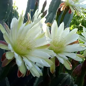 Night Blooming Cereus Seeds Queen of the Night Cactus Plant White Flowers Fragrant Hanging Baskets 50 Pcs
