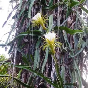 Night Blooming Cereus Seeds Queen of the Night Cactus Plant White Flowers Fragrant Hanging Baskets 50 Pcs