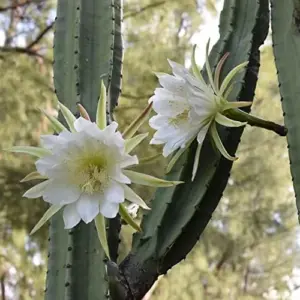 Night Blooming Cereus Seeds Queen of the Night Cactus Plant White Flowers Fragrant Hanging Baskets 50 Pcs