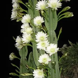 Night Blooming Cereus Seeds Queen of the Night Cactus Plant White Flowers Fragrant Hanging Baskets 50 Pcs