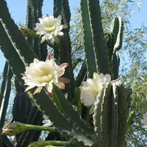 Night Blooming Cereus Seeds Queen of the Night Cactus Plant White Flowers Fragrant Hanging Baskets 50 Pcs