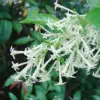 Night Blooming Jasmine Seeds 30 Pcs Fragrant Non-GMO Attract Pollinators Flower Seeds Home Garden Plant