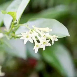 Night Blooming Jasmine Seeds 30 Pcs Fragrant Non-GMO Attract Pollinators Flower Seeds Home Garden Plant