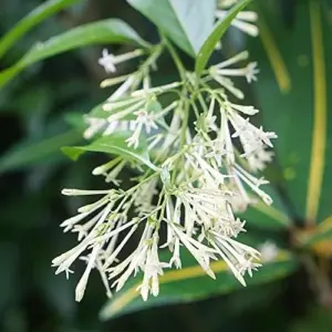 Night Blooming Jasmine Seeds 30 Pcs Fragrant Non-GMO Attract Pollinators Flower Seeds Home Garden Plant