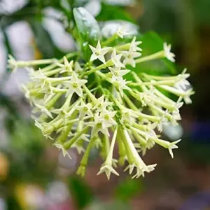 Night Blooming Jasmine Seeds 30 Pcs Fragrant Non-GMO Attract Pollinators Flower Seeds Home Garden Plant