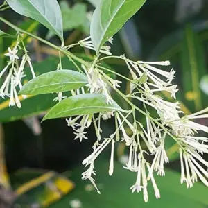 Night Blooming Jasmine Seeds 30 Pcs Fragrant Non-GMO Attract Pollinators Flower Seeds Home Garden Plant