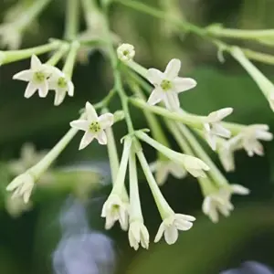 Night Blooming Jasmine Seeds 30 Pcs Fragrant Non-GMO Attract Pollinators Flower Seeds Home Garden Plant