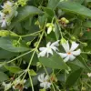 Night-Flowering Jasmine Seeds White Fragrant Flowers 100 Count Outdoor Patio