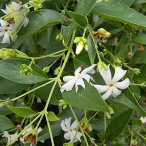 Night-Flowering Jasmine Seeds White Fragrant Flowers 100 Count Outdoor Patio