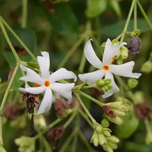 Night-Flowering Jasmine Seeds White Fragrant Flowers 100 Count Outdoor Patio