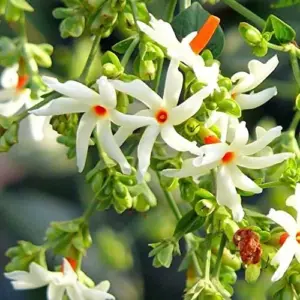 Night-Flowering Jasmine Seeds White Fragrant Flowers 100 Count Outdoor Patio