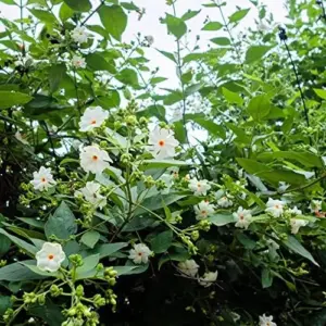 Night-Flowering Jasmine Seeds White Fragrant Flowers 100 Count Outdoor Patio