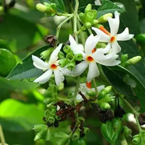 Night-Flowering Jasmine Seeds White Fragrant Flowers 100 Count Outdoor Patio