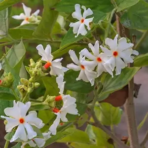 Night-Flowering Jasmine Seeds White Fragrant Flowers 100 Count Outdoor Patio